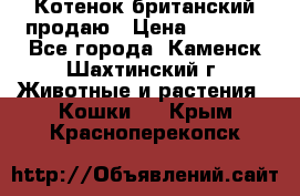 Котенок британский продаю › Цена ­ 3 000 - Все города, Каменск-Шахтинский г. Животные и растения » Кошки   . Крым,Красноперекопск